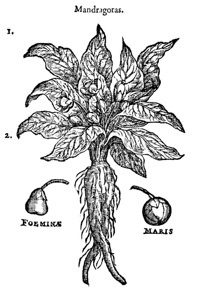 Mandrake root